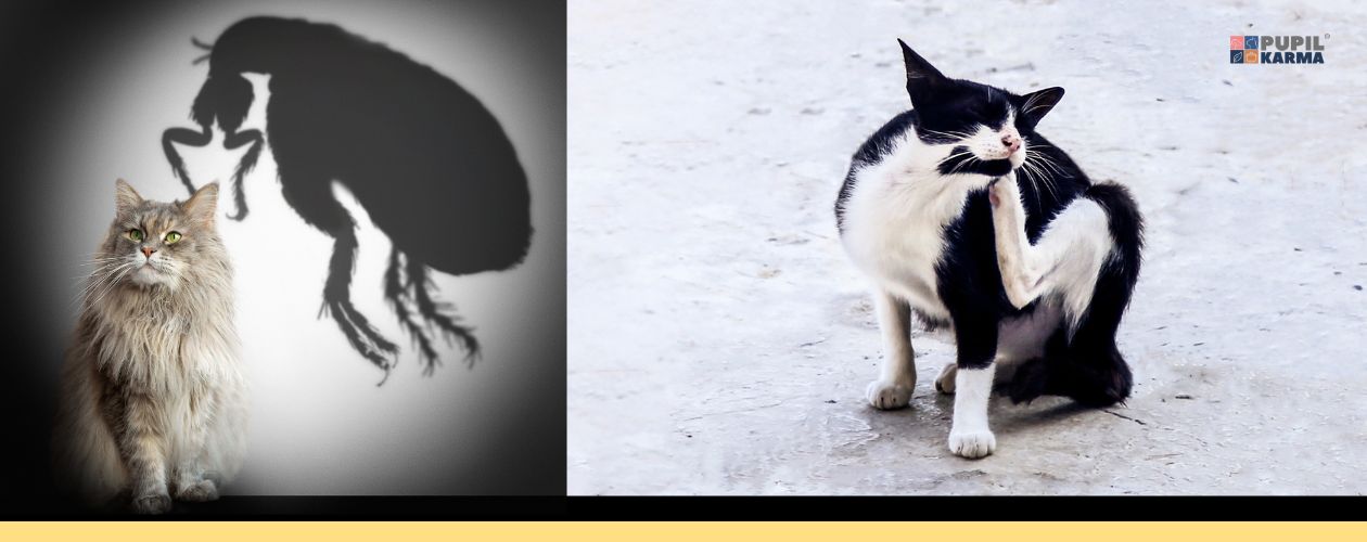 Pchle zapalenie skóry. Po lewej kot na tle cienia pchły, po prawej drapiący się kot. Na dole mały pas żółci. Po prawej stronie logo pupilkarmy.